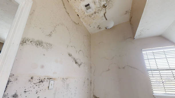 Best Airborne Mold Testing  in Three Rivers, CA