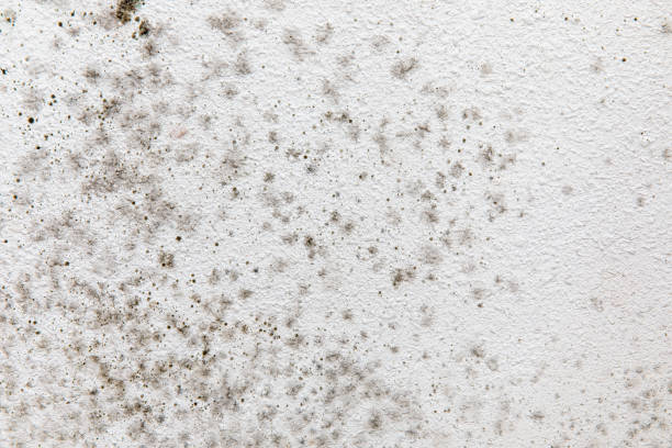 Best Industrial Mold Remediation  in Three Rivers, CA